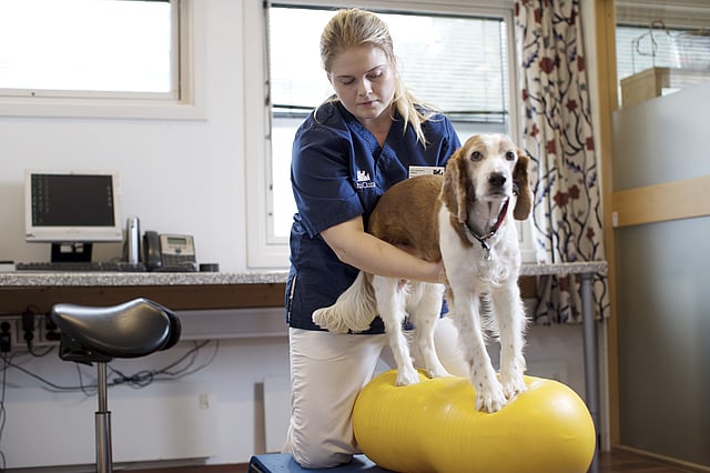 En person, der holder en hund på en gul bold.