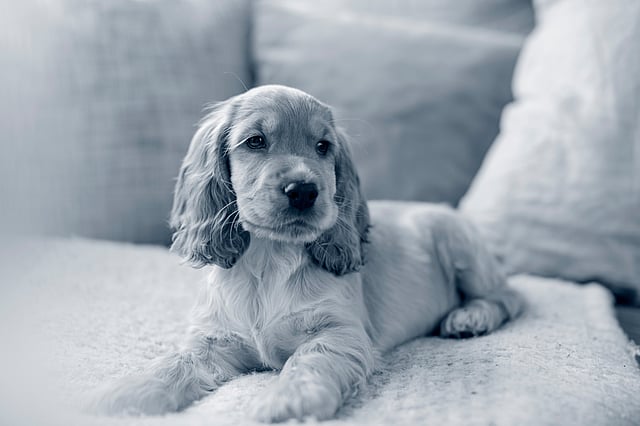 En hund, der ligger på en sofa.
