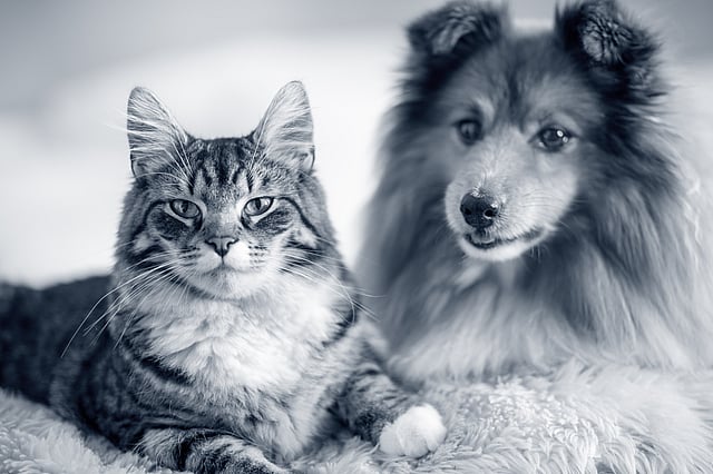 En kat og hund, der ligger på et tæppe.