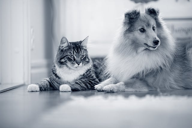 En hund og kat, der ligger på gulvet.