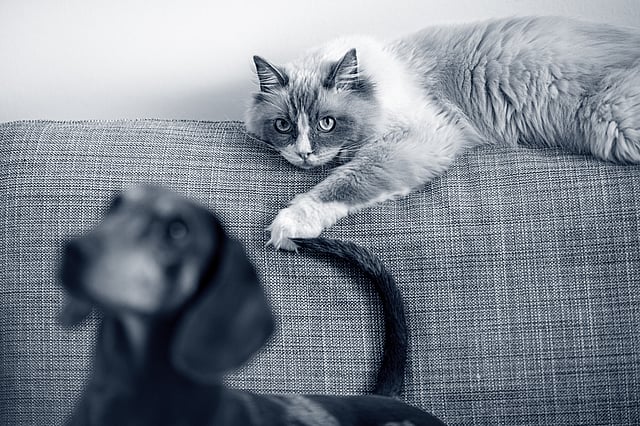En kat, der ligger på en sofa.