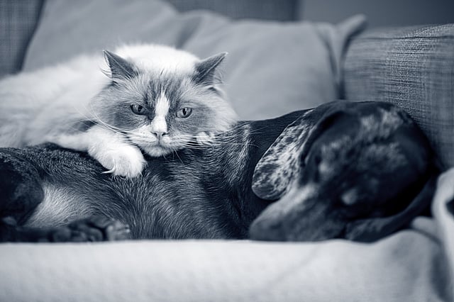 En kat, der ligger på en hund.