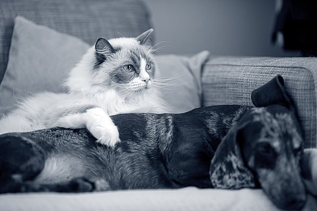 hund og kat