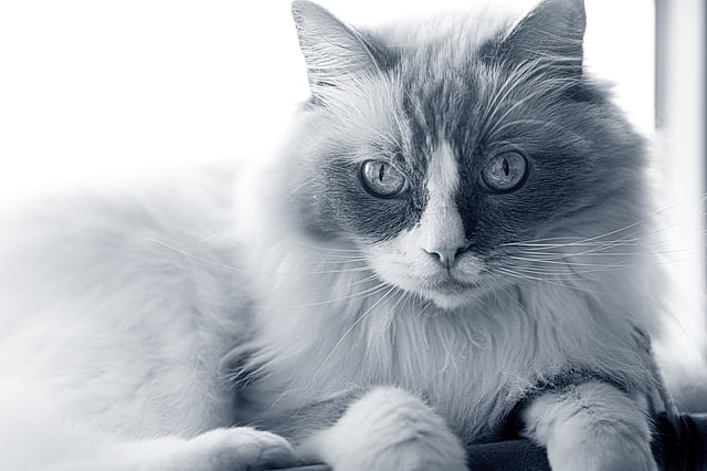 En kat, der ligger ned og kigger ind i kameraet.