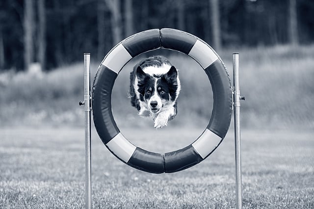 En hund, der hopper gennem en ring.