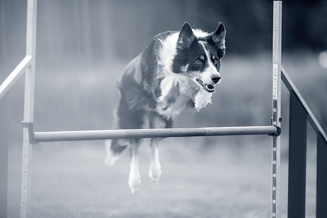En hund, der hopper over en stang.