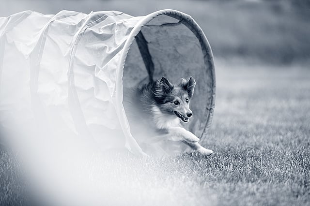 En hund, der løber gennem en tunnel.