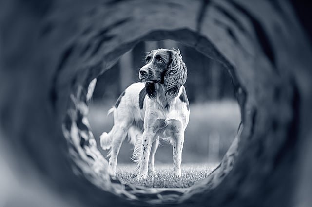 En hund, der står i et hul.