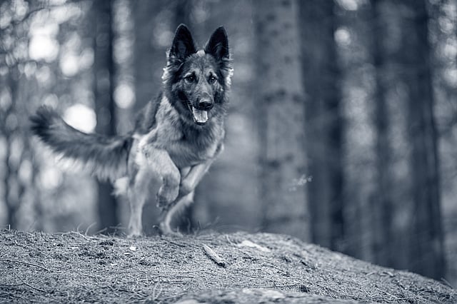 En hund, der løber i skoven.