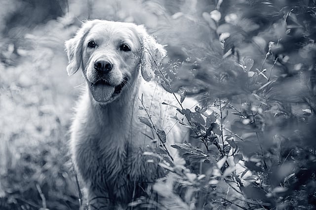 En hund, der står på en mark.