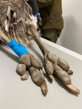 En fugl med et blåt bånd på poten.